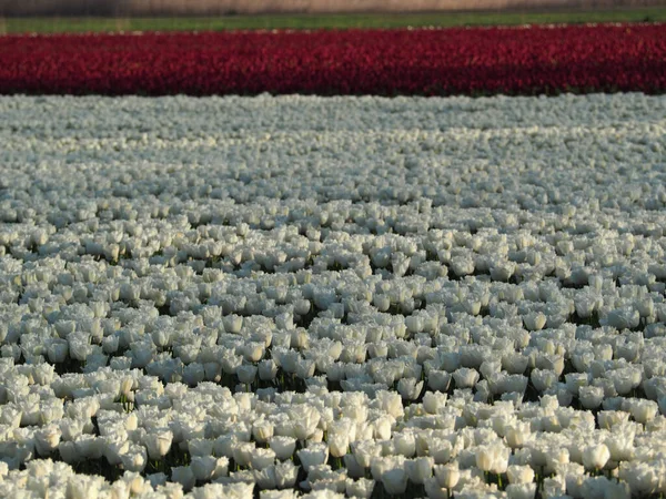Vasto Campo Brilhante Flores Brancas Com Tulipas Vermelhas Fundo — Fotografia de Stock