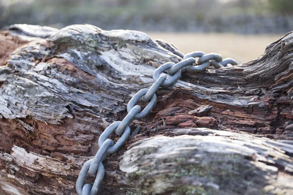 Inåtväxande Tråd Bakluckan Ett Gammalt Träd Trädgården — Stockfoto