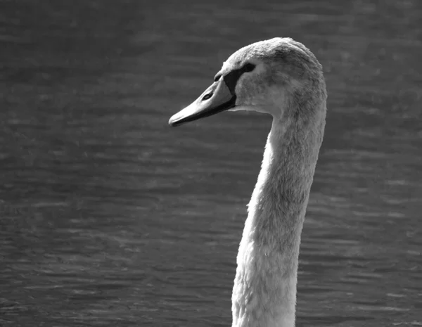 Close Escala Cinza Cisne Mudo Juvenil Com Lago Fundo — Fotografia de Stock