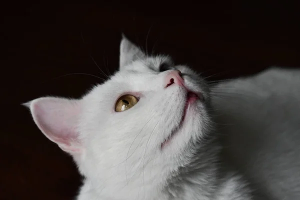 Meraklı Beyaz Bir Kedi Altın Gözlü Bulanık Bir Arka Planla — Stok fotoğraf