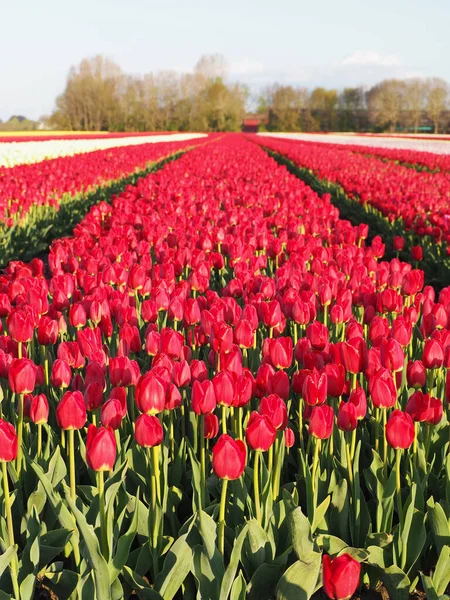 Ogromne Pole Wysokimi Czerwonymi Tulipanami Pierwszym Planie Dużymi Liśćmi Wokół — Zdjęcie stockowe