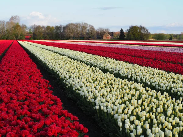 Słoneczne Pole Pełne Rzędów Białych Czerwonych Kwiatów Tulipanów — Zdjęcie stockowe