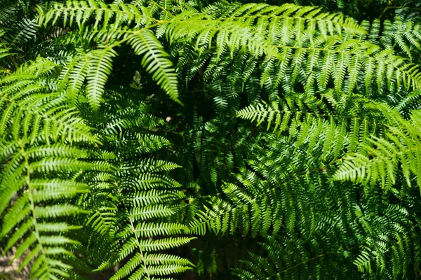 Closeup Das Folhas Bonitas Crescentes Planta Samambaia Jardim — Fotografia de Stock