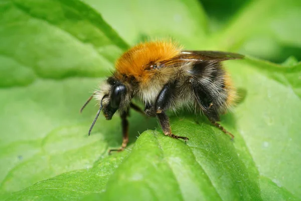 Μια Βασίλισσα Κοινή Μέλισσα Carder Στηρίζεται Ένα Πράσινο Φύλλο — Φωτογραφία Αρχείου