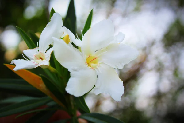 Een Selectieve Focus Shot Van Een Witte Lelie Groene Bladeren — Stockfoto