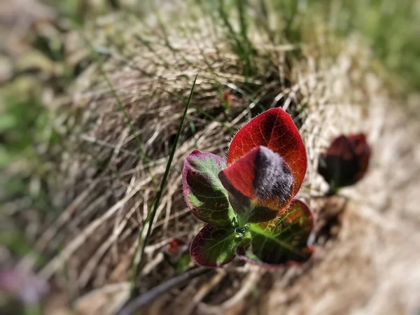 Ein Makroschuss Roter Wildblume — Stockfoto