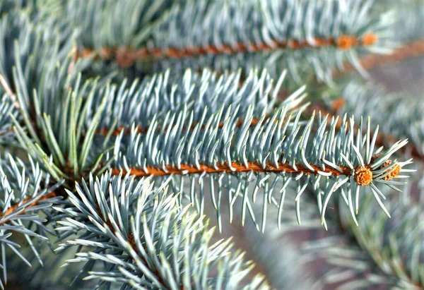 Selective Focus Shot Abies Alba Tree Branch — Stock Photo, Image