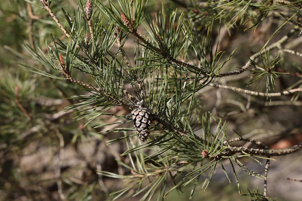 Een Shot Van Kegels Groene Naalden Europese Dennen — Stockfoto