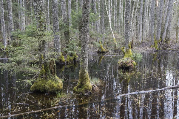 Une Forêt Marécageuse Avec Des Arbres Mousses Des Souches — Photo