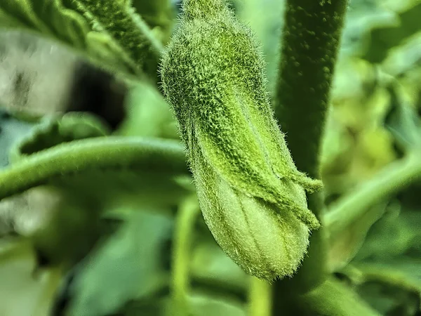 Primer Plano Brote Flor Brinjal —  Fotos de Stock