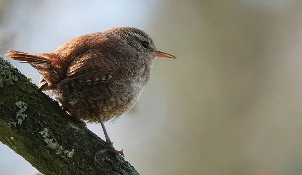 Närbild Söt Knubbig Wren Stående Gren Skogen Med Suddig Bakgrund — Stockfoto