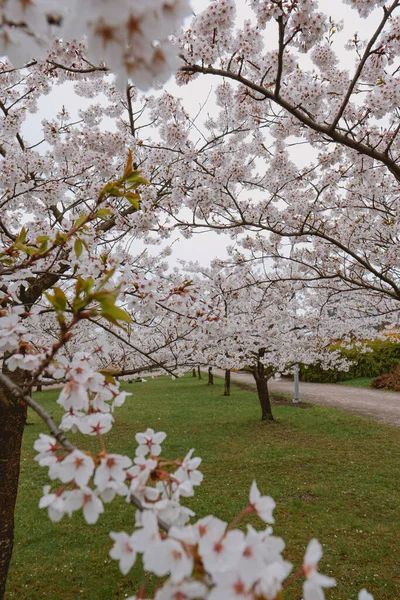 Una Toma Vertical Sakura Una Chispa — Foto de Stock