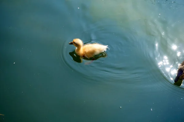 Petit Canard Solitaire Flottant Dans Étang — Photo