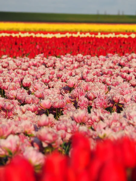 Eine Vertikale Selektive Fokusaufnahme Von Rosa Blumen Auf Einem Feld — Stockfoto