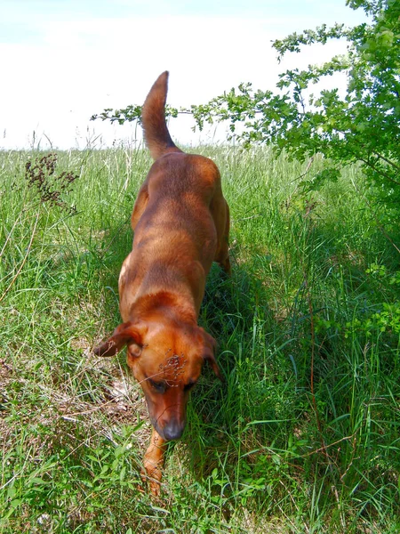 Adorable Perro Marrón Lindo Caminando Hacia Cámara Campo Hierba Día —  Fotos de Stock