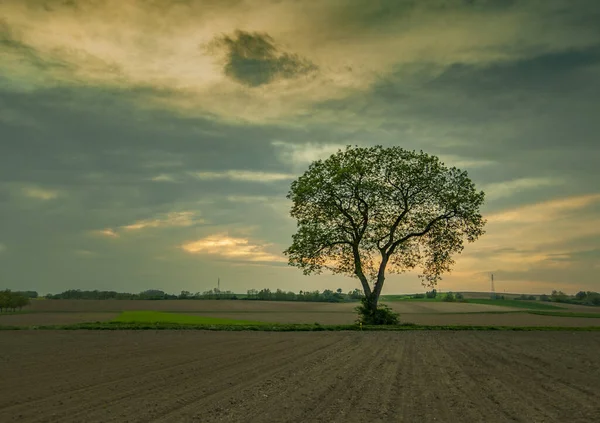 Árbol Solitario Medio Del Campo Contra Hermoso Cielo Nublado —  Fotos de Stock