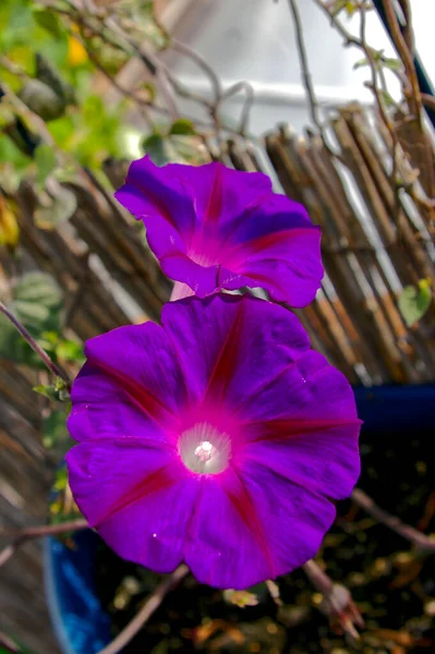 庭に柔らかい紫色の花弁を持つ朝の栄光の花の垂直クローズアップショット — ストック写真