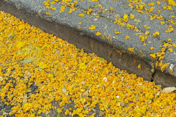 Disparo Pétalos Flores Amarillas Suelo —  Fotos de Stock