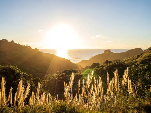 Auckland Zealand Ápr 2021 Pampas Fűtollak Esti Napsütésben Auckland Nyugati — Stock Fotó