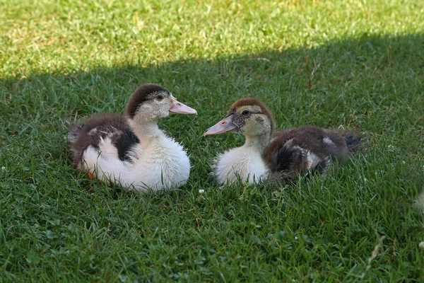 Shot Two Young Ducks Green Grass Farm — 스톡 사진