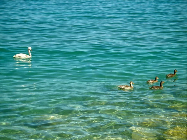 Remo Patos Nadando Lago Garda Com Água Cristalina Itália Dia — Fotografia de Stock