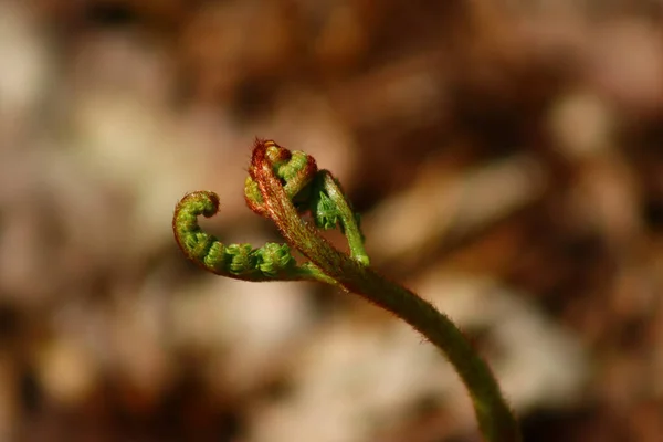 Selective Focus Shot Burgeon Blooming Bud Fern — Stock Photo, Image