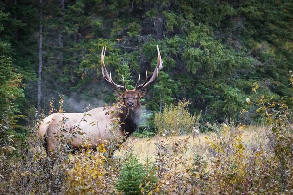 Une Belle Vue Sur Cerf Noble Dans Forêt — Photo