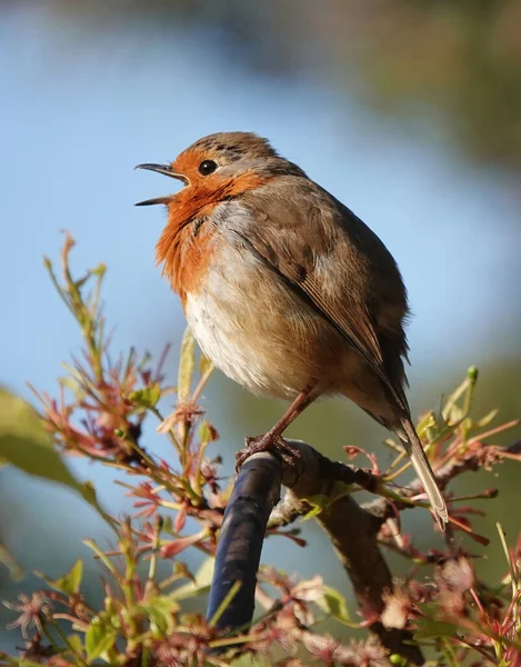 Vertical Shot Adorable Little Robin Bird Open Beak Standing Curving — 스톡 사진