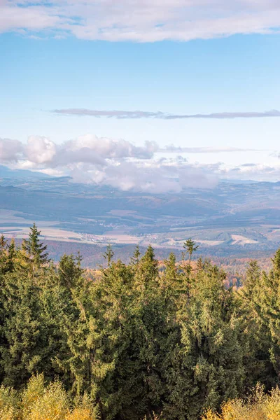 Una Hermosa Vista Bosque Pinos Verdes Contra Cielo Azul Nublado —  Fotos de Stock