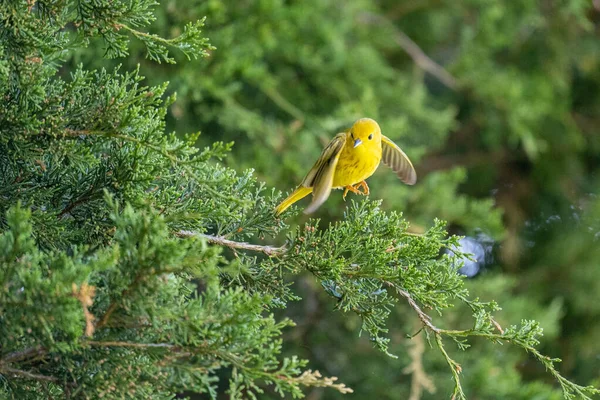 Eine Nahaufnahme Eines Fliegenden Amerikanischen Gelbsänger Vogels — Stockfoto