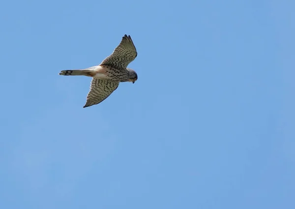 Pipa Underifrån Svävar Klarblå Himmel — Stockfoto