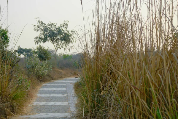 Ein Gepflasterter Weg Aravali Biodiversitätspark Mit Bäumen Und Trockenem Gras — Stockfoto