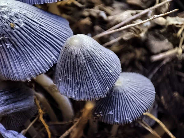 Primer Plano Hongos Grises — Foto de Stock