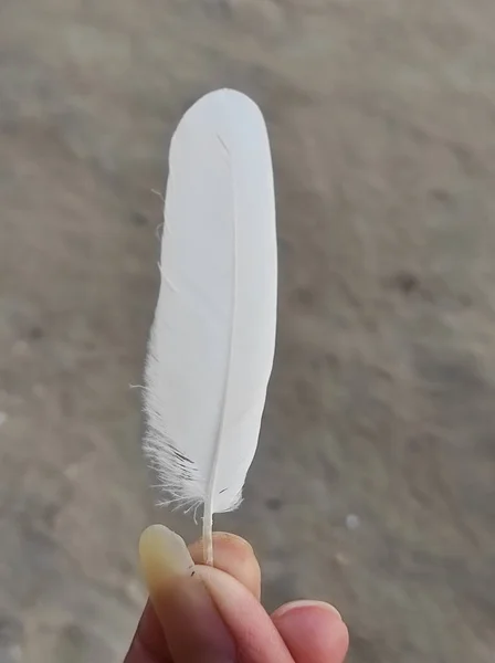 Grou Nun Arka Planında Beyaz Güvercin Tüyü Tutan Bir Elin — Stok fotoğraf