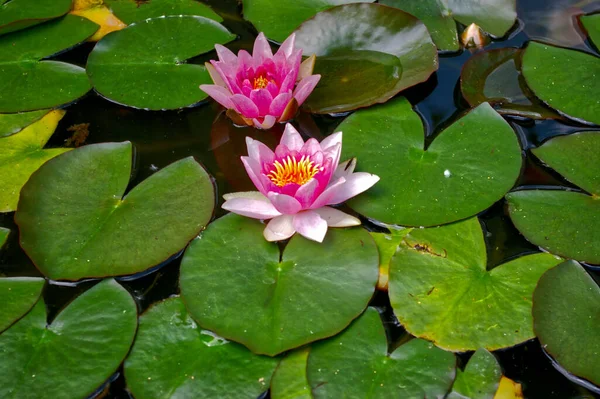 Shot Water Lilies — Stock Photo, Image