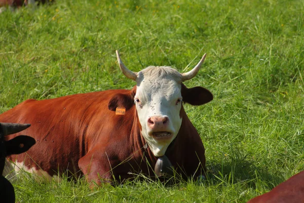 Primer Plano Una Vaca Tendida Campo Cubierto Hierba —  Fotos de Stock