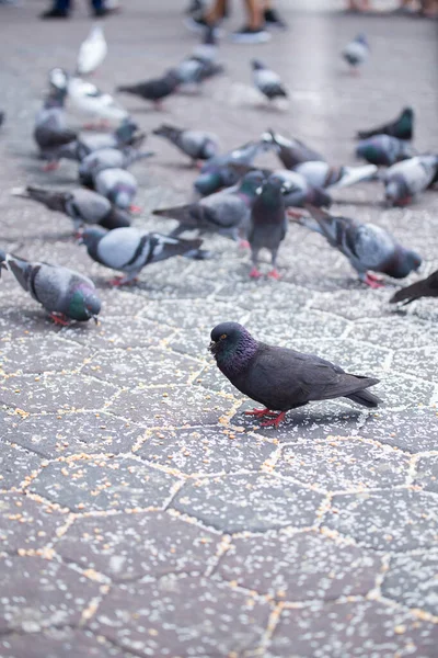 Plan Vertical Groupe Pigeons Près Grotte Batu Kuala Lumpur Malaisie — Photo