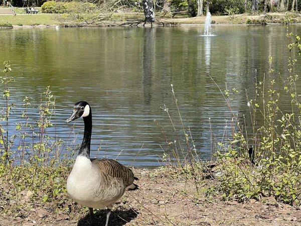 Eine Nahaufnahme Einer Niedlichen Kanadagans Teich — Stockfoto