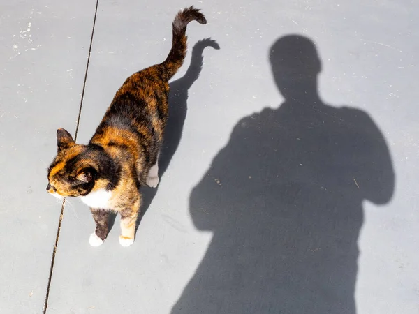 Vista Gato Três Cores Com Sombra Humana — Fotografia de Stock