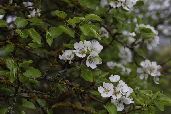 Eine Selektive Fokusaufnahme Blühender Apfelbäume — Stockfoto