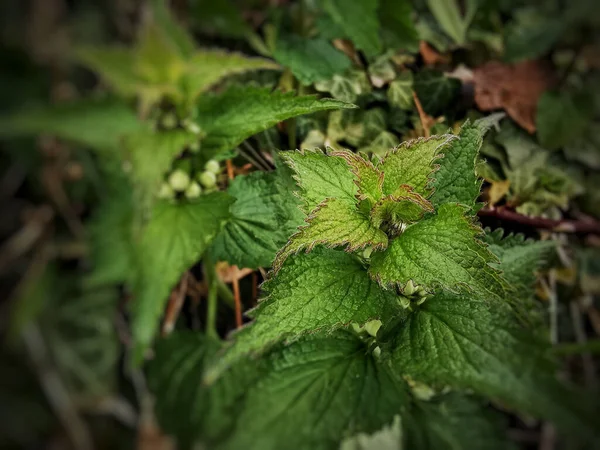 Close Urticaceae — Fotografia de Stock