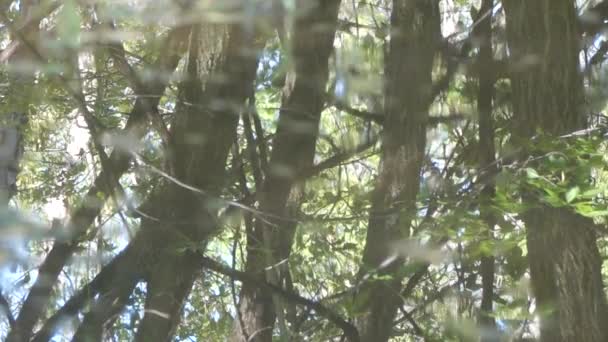 緑の葉と川の水面に映る青空を背景にした木の枝 — ストック動画