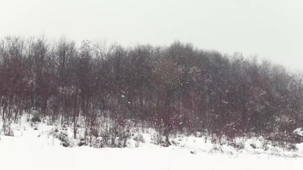 Timelapse Snowflakes Falling Mountain Forest — Stock Video