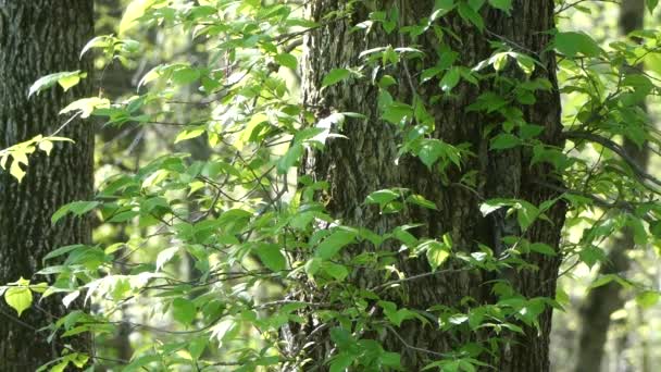 Ramas Árboles Con Hojas Verdes Día Soleado — Vídeo de stock