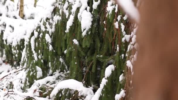Zimowy Las Pokrytymi Śniegiem Drzewami — Wideo stockowe