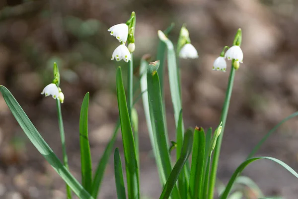 Selective Focus Loddon Lily Flowers Blooming Field — Stock Photo, Image