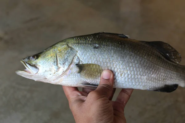 Peixe Cru Calcarifer Tarde Mão Peixeiro Indiano — Fotografia de Stock