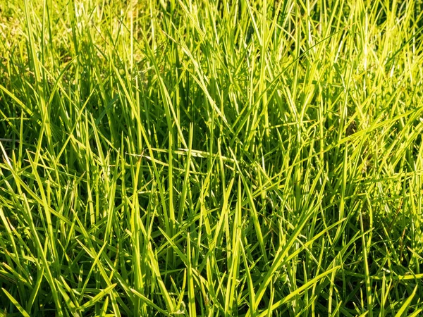 Akşam Vakti Kikuyu Çimlerinin Yakın Görüntüsü — Stok fotoğraf