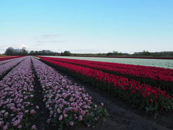 Champ Couvert Ombre Avec Des Rangées Roses Roses Rouges Blanches — Photo