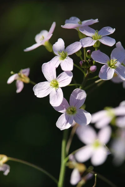 Zbliżenie Ujęcie Pięknych Kukułkowych Kwiatów Polu — Zdjęcie stockowe